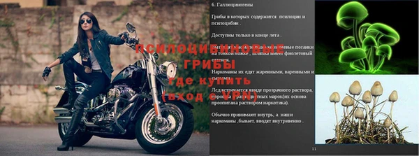 крисы Алзамай